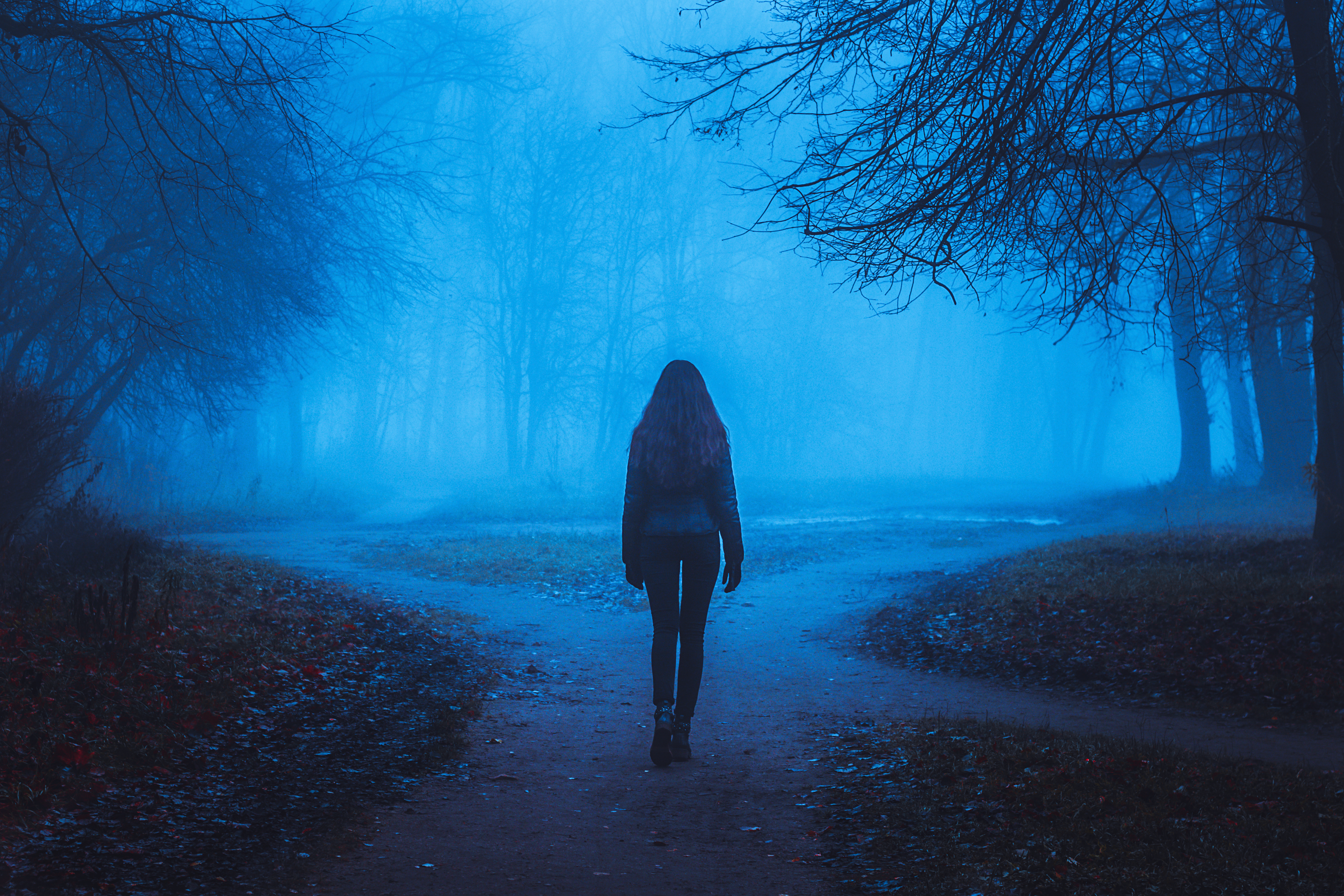 Mysterious misty forest